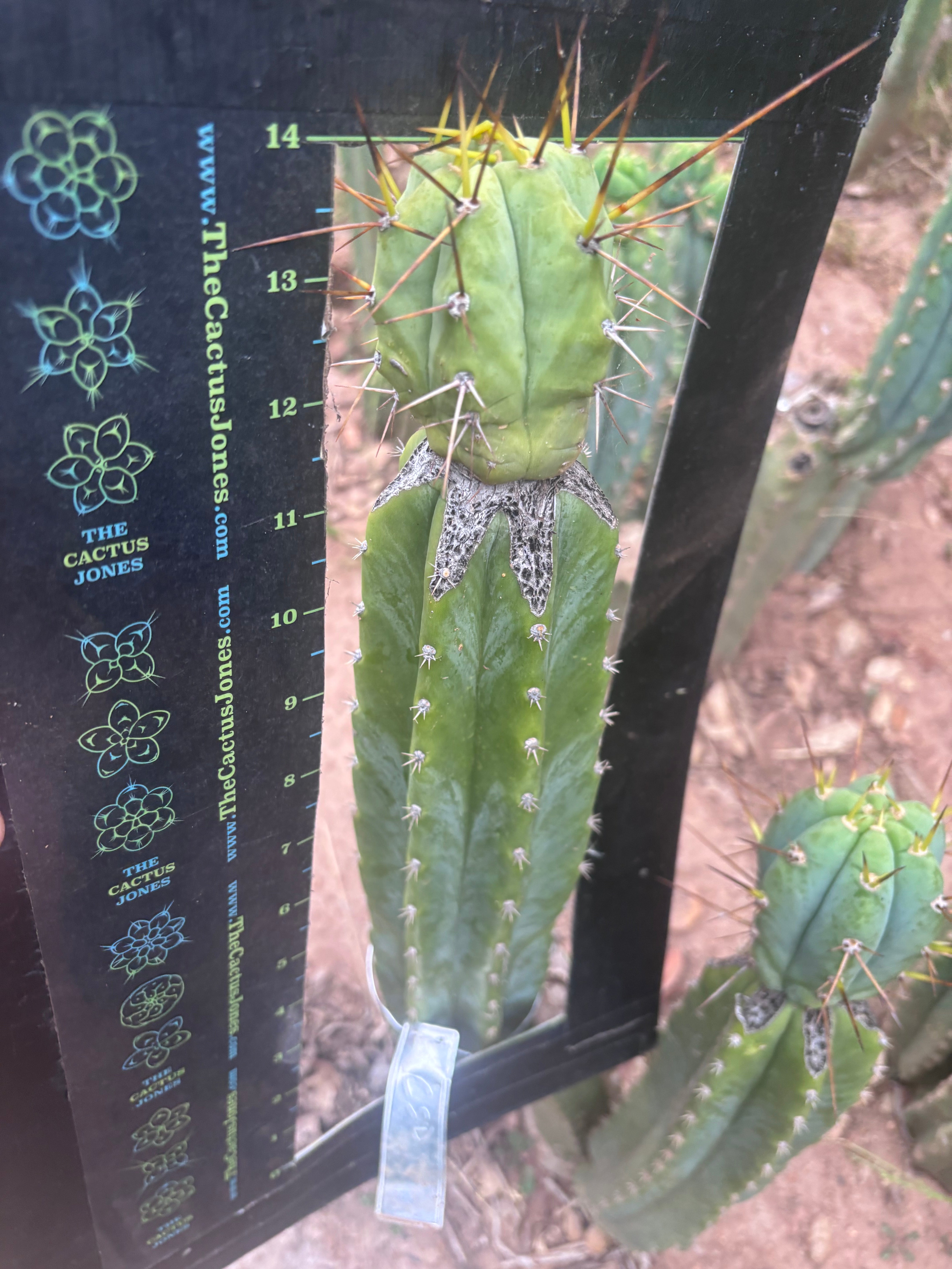 👑💎🌶️  CSD — Large Tip Graft