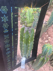 👑💎🌶️  CSD — Large Tip Graft