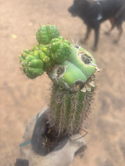 💎👑💎 Havran — Established Multi-Pup Slab Graft, Rooted