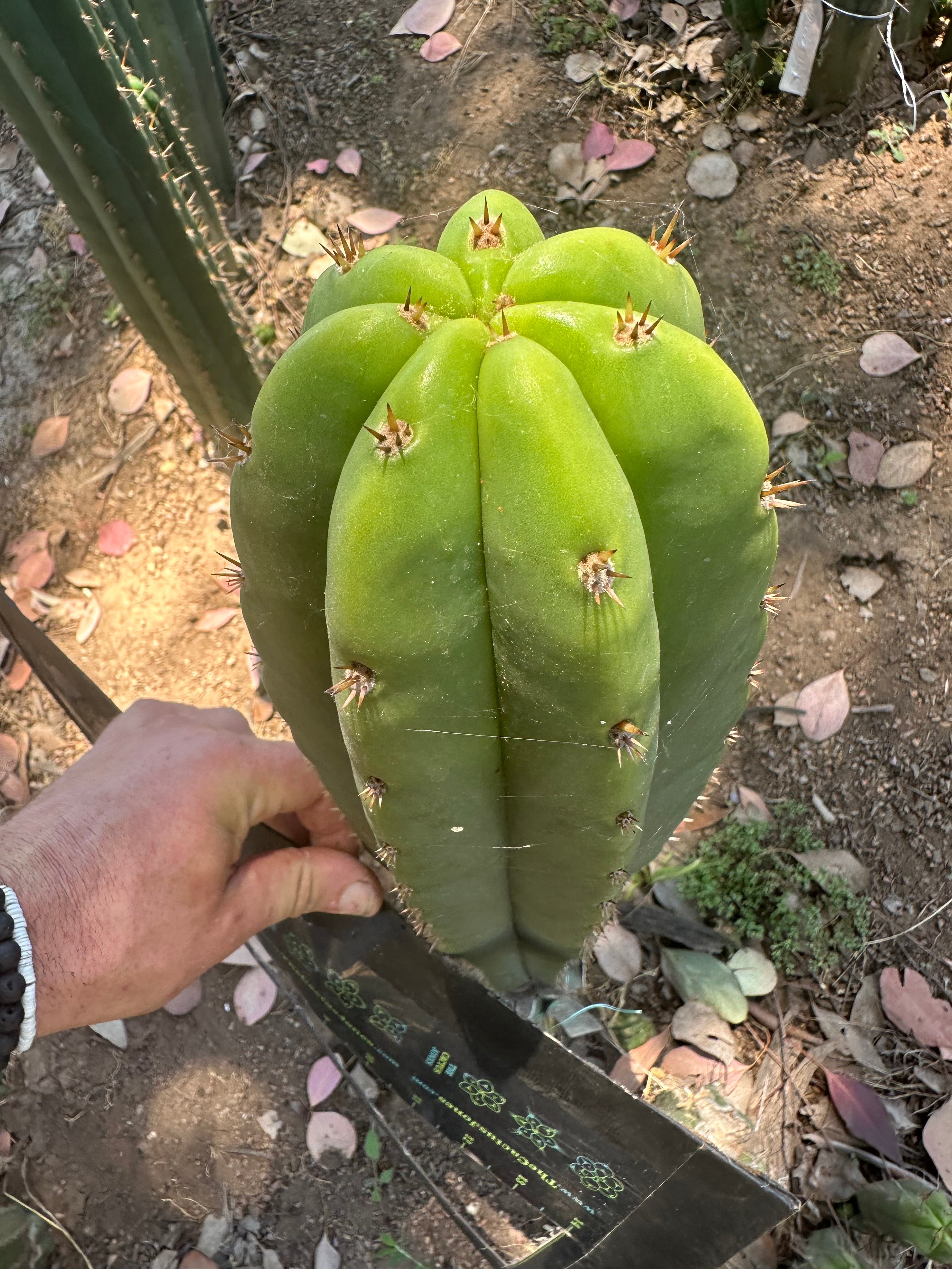 Bertha x Scop — *GIRTHY* 10” Tip