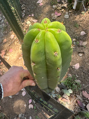 Bertha x Scop — *GIRTHY* 10” Tip