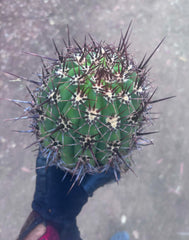 💎 Tacaquirensis — FAT 12” Tip