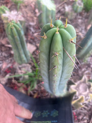 👑🌶️🌶️ Pala! — 11” Pup