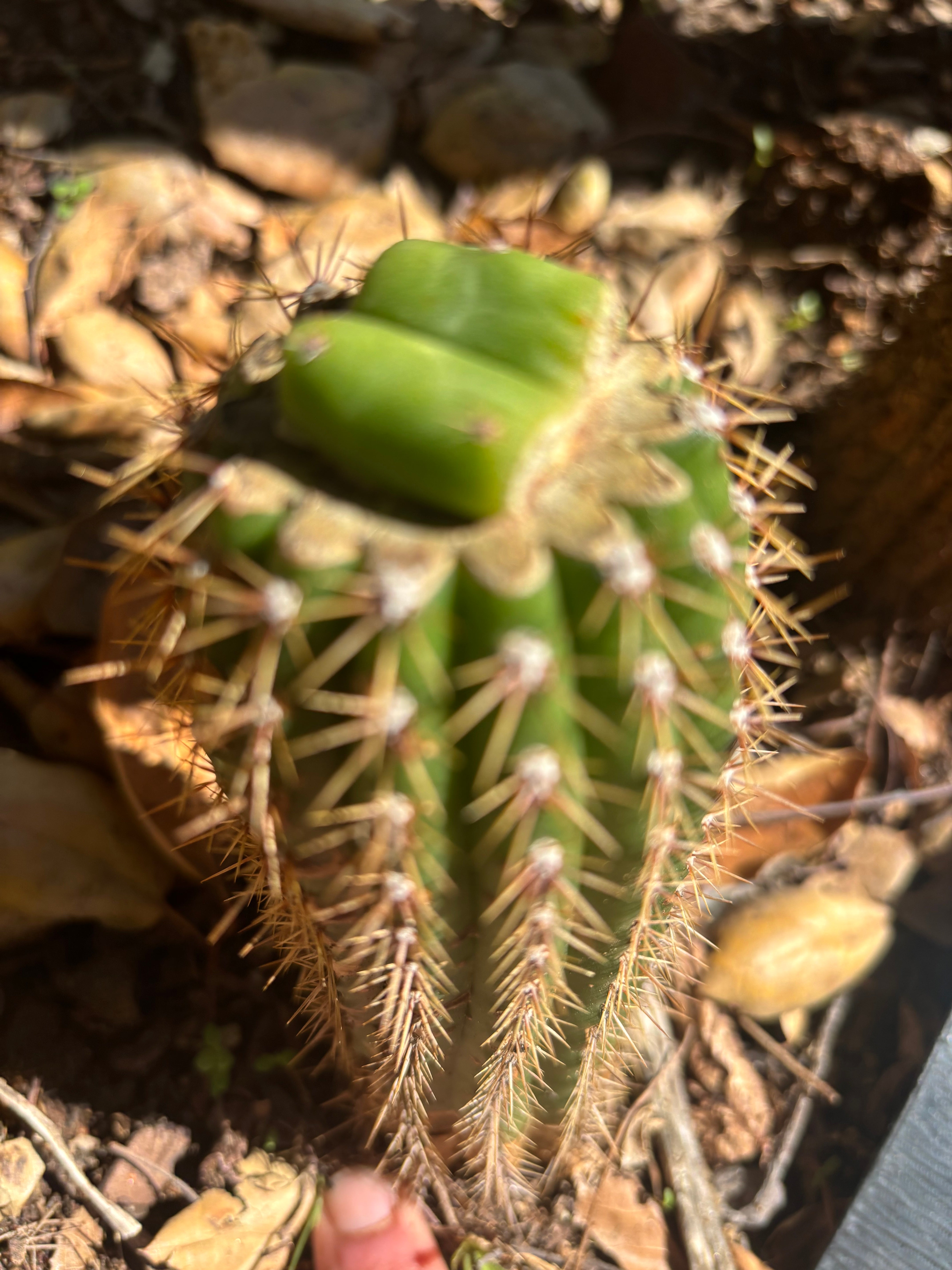 👑🌶️🌶️ KR04 — Rooted Slab Graft
