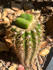 👑🌶️🌶️ KR04 — Rooted Slab Graft