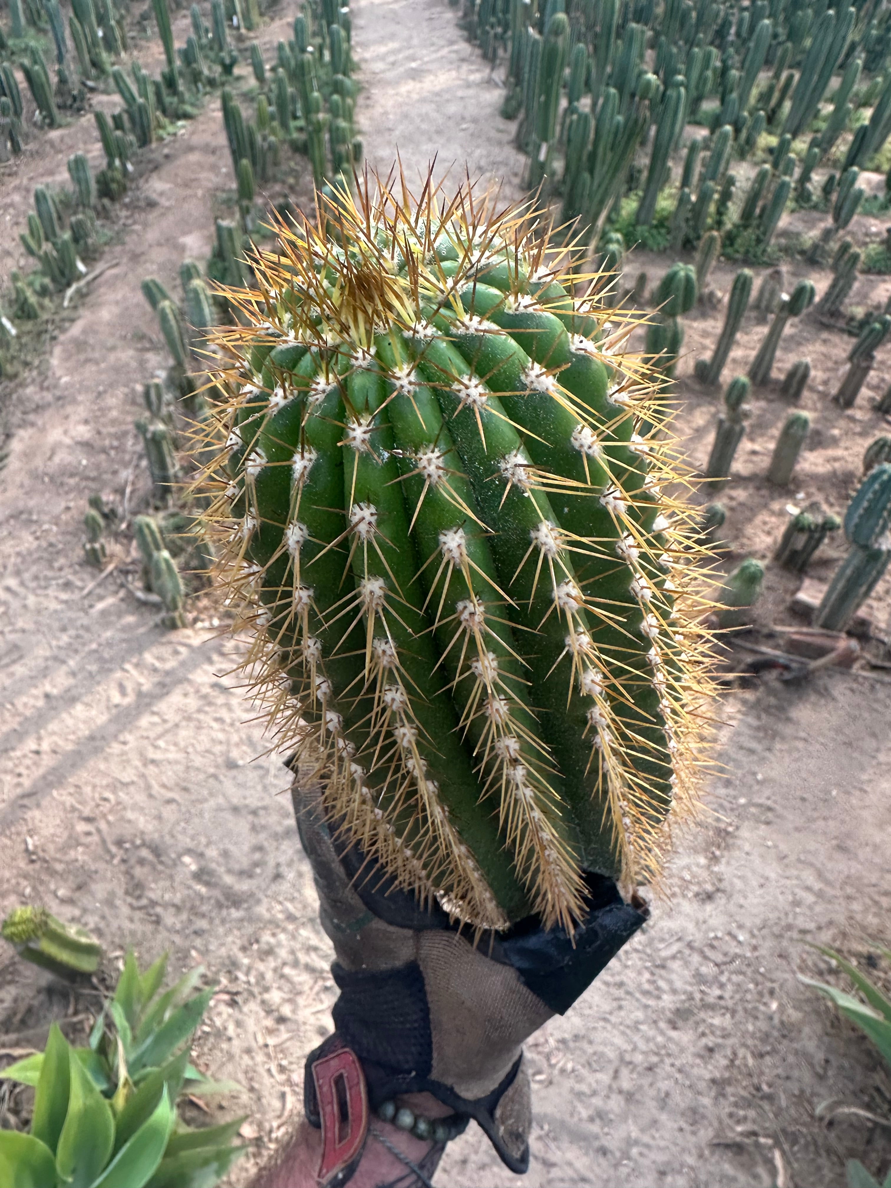 (LAST CALL) The World’s Greatest Grafting Stock — *FAT* 10” Tips (Pre-Order)