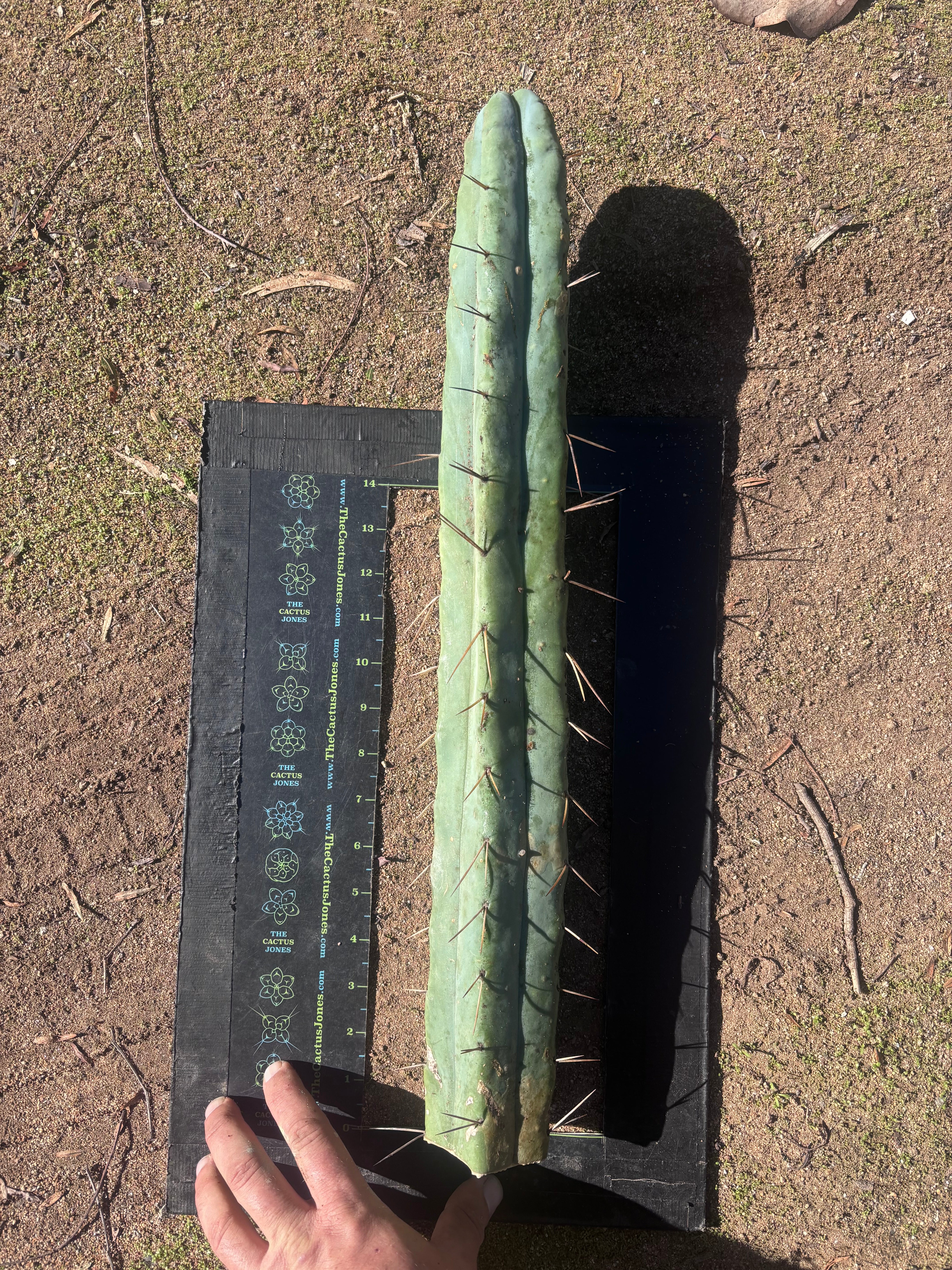 👑🌶️ Hammer2 — XXL 20” Tip