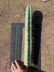 👑🌶️ Hammer2 — XXL 20” Tip