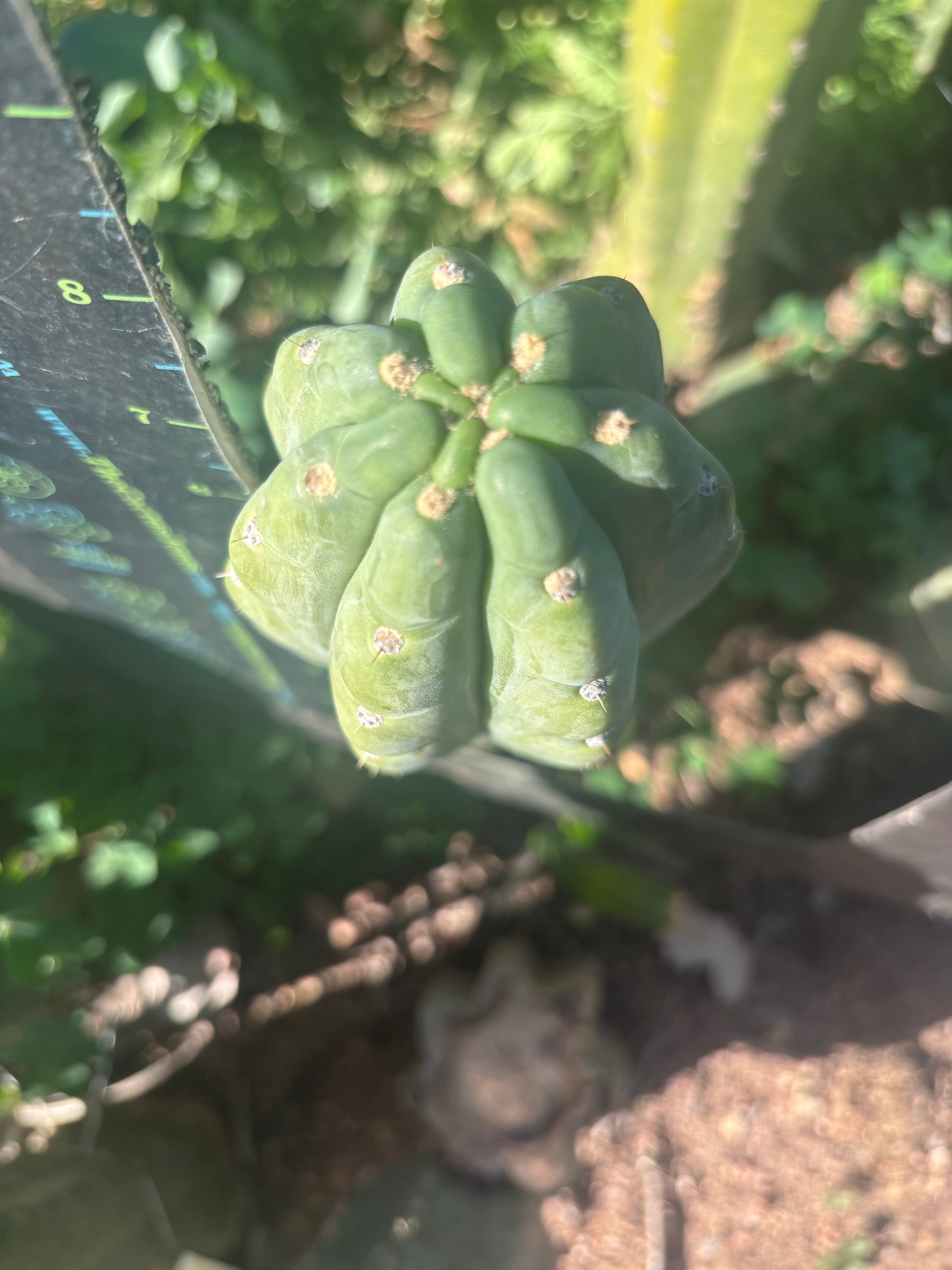 👑🌶️  Ichoca — 8” Tip