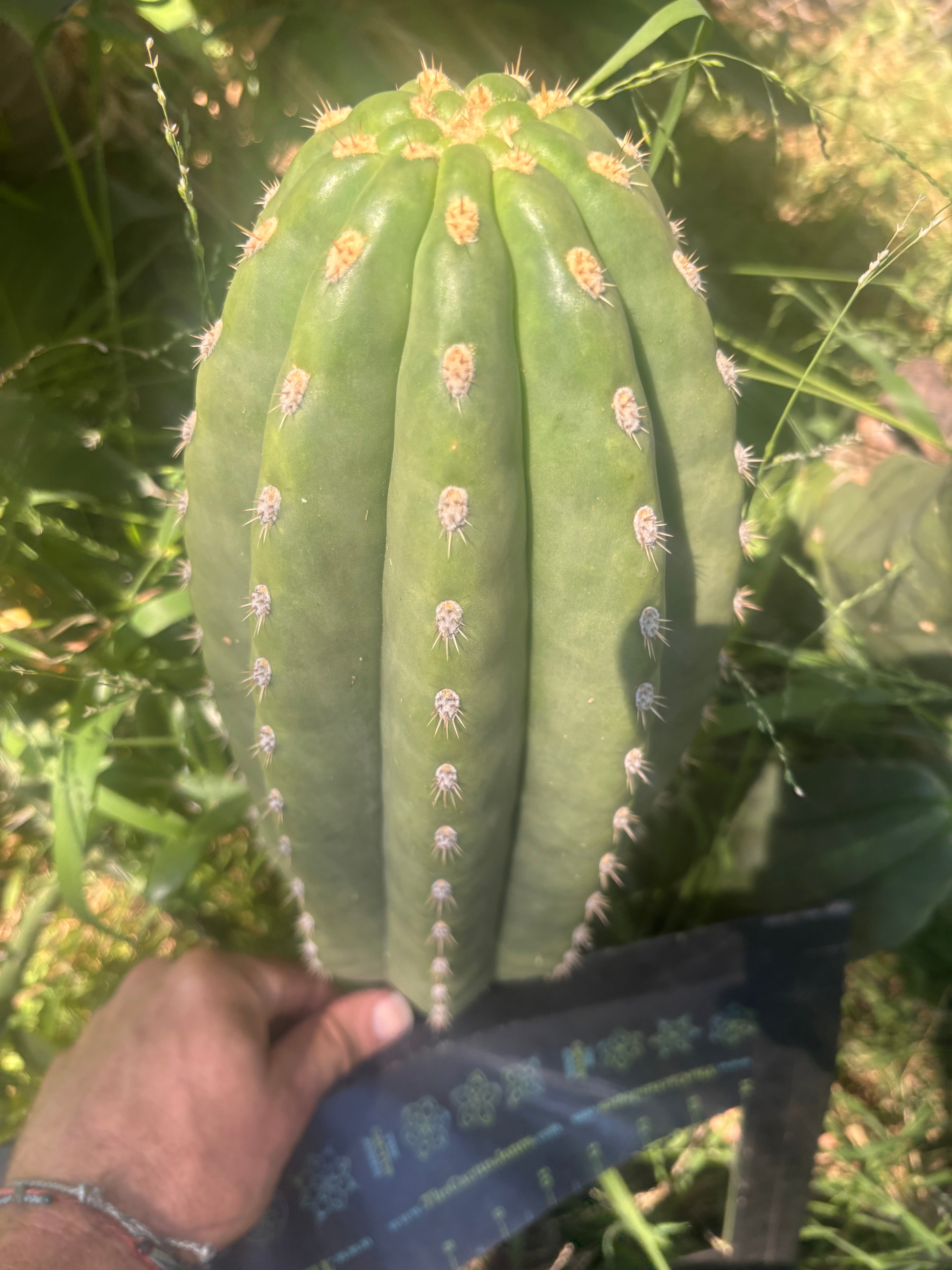 💎👑💎 SASS — Massive 13” Melon