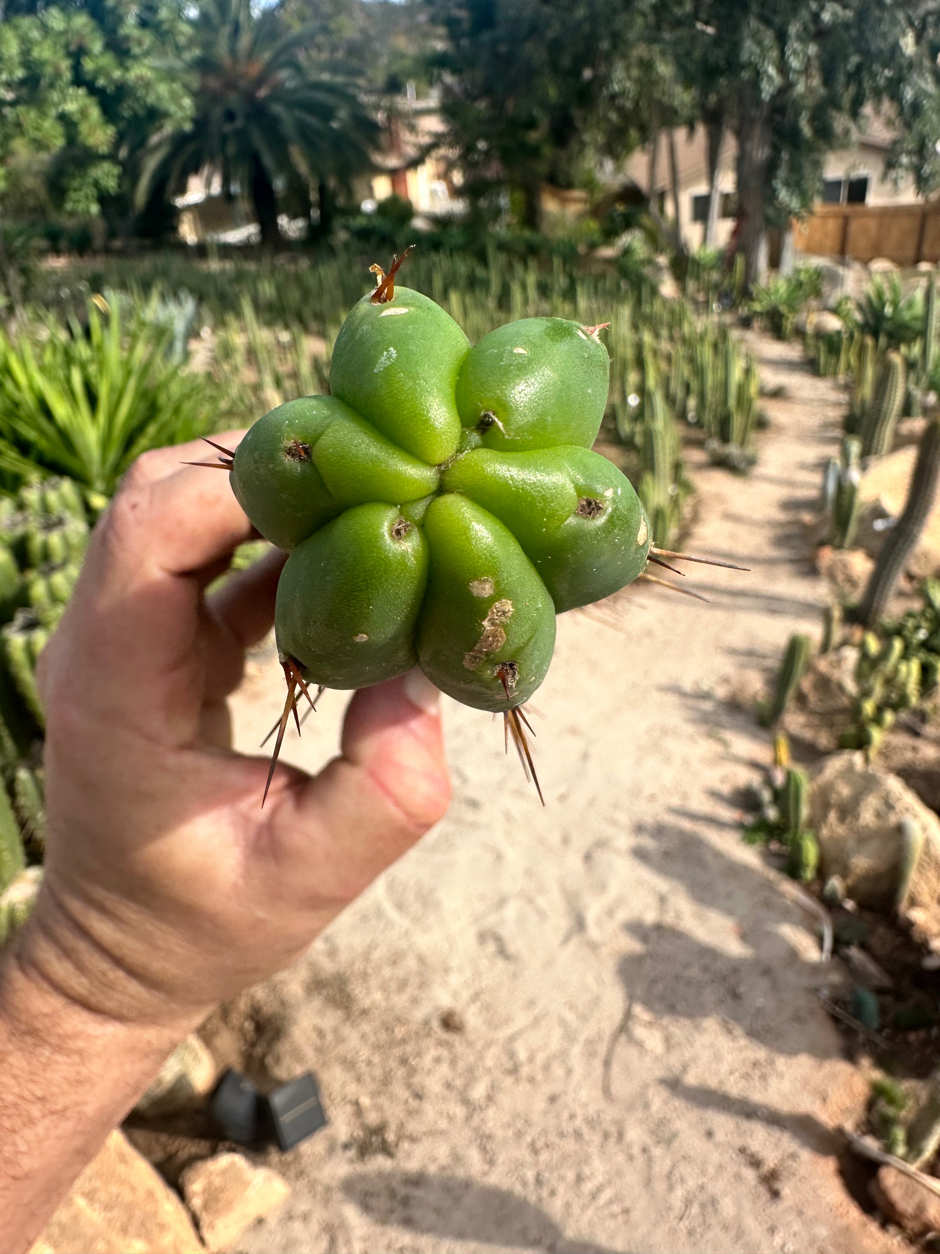 10” Bridgesii Tips — FREE ADD-ON ITEM!