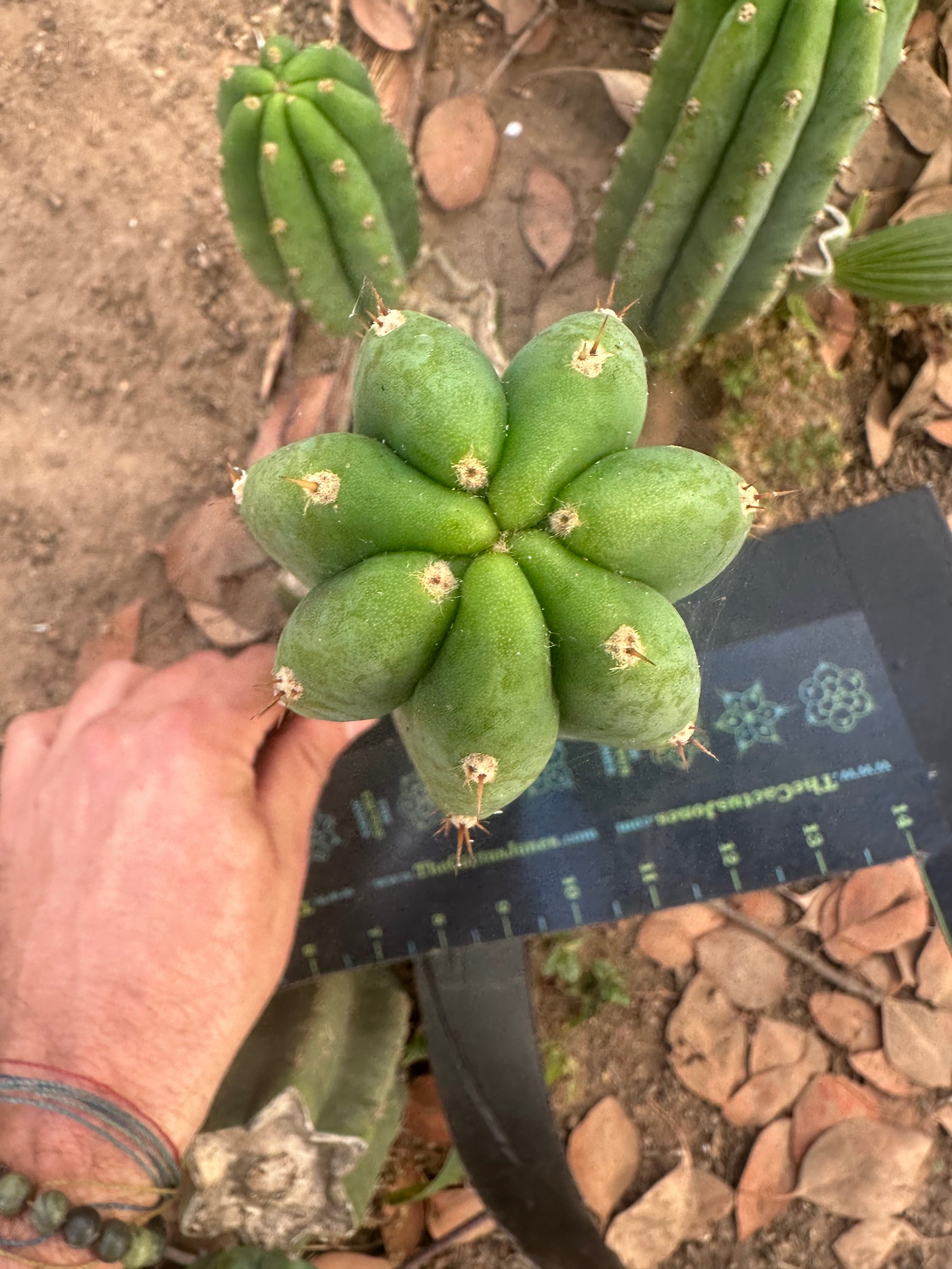 👑🌶️🌶️ Landfill — 10” Pup