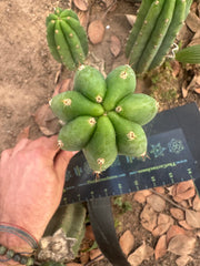 👑🌶️🌶️ Landfill — 10” Pup