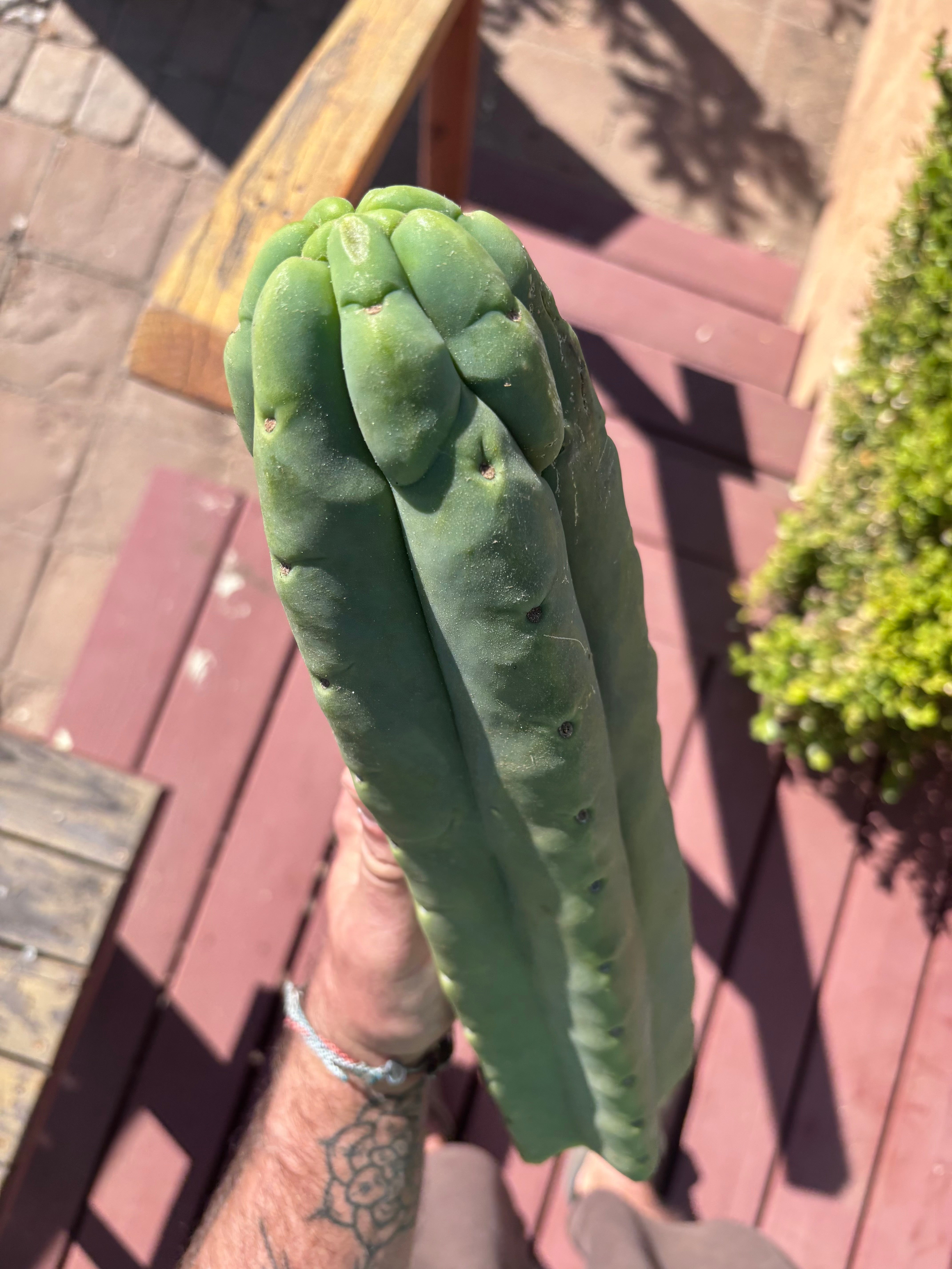 👑💎🌶️🌶️ Eileen — XXL 15” (Tip #1)