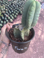 💎👑💎🌶️ Ferah — Rooted Mid with Fourwang Pup