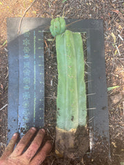👑🌶️🌶️ Eileen — XL Rooted 14” Mid with Pup