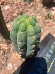 💎👑🌶️  Ichoca — 6.5” Pup