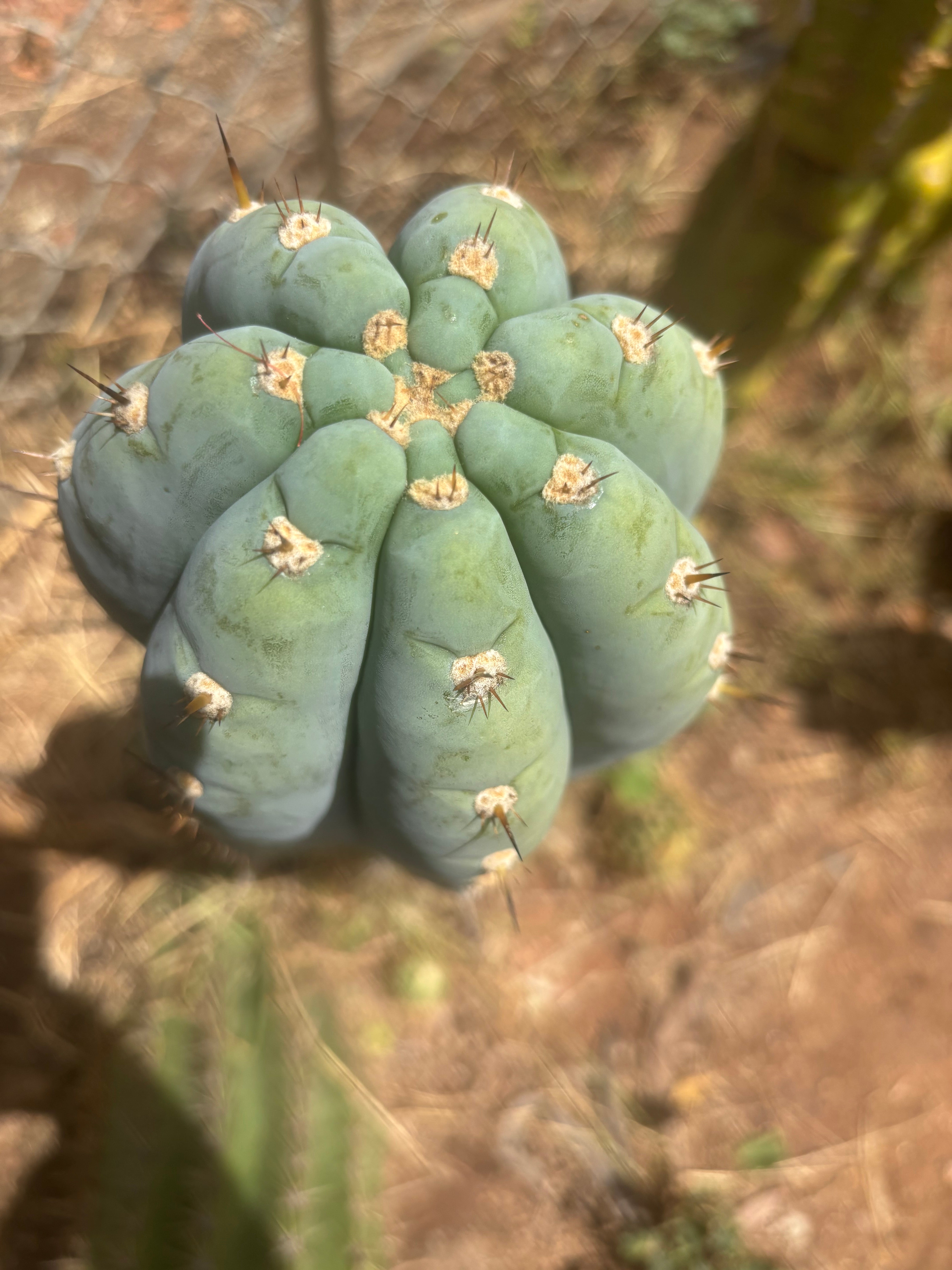 💎👑💎 Althea — *Massive* 9” Tip