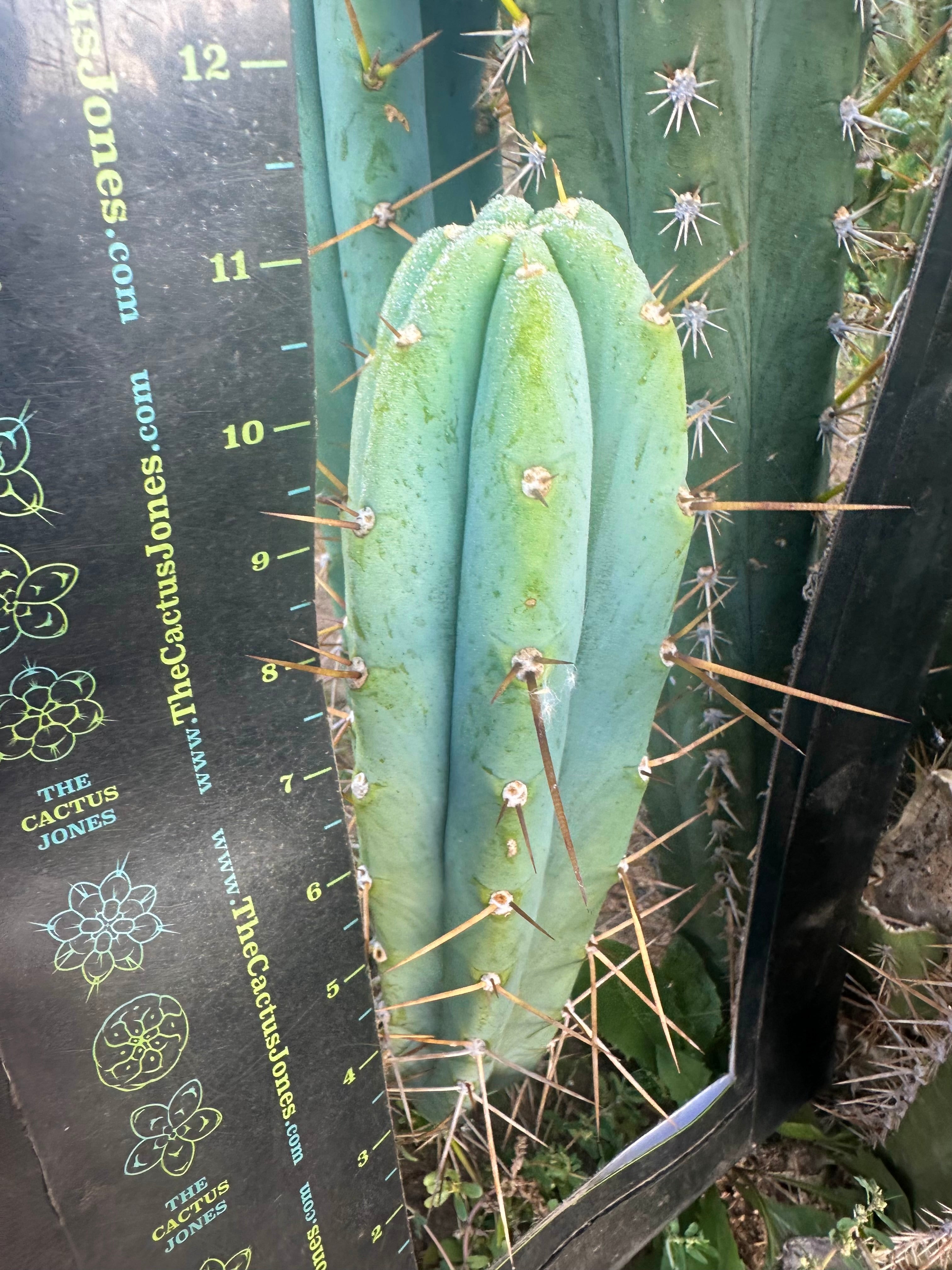 👑🌶️ KGC  — 12” Tip