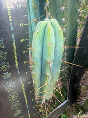 👑🌶️ KGC  — 12” Tip