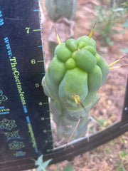 💎👑💎🌶️ Monster De Cota Cota — 7” Tip