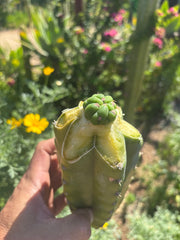 💎👑💎 Havran — Tip Graft Preorder (Restocked)