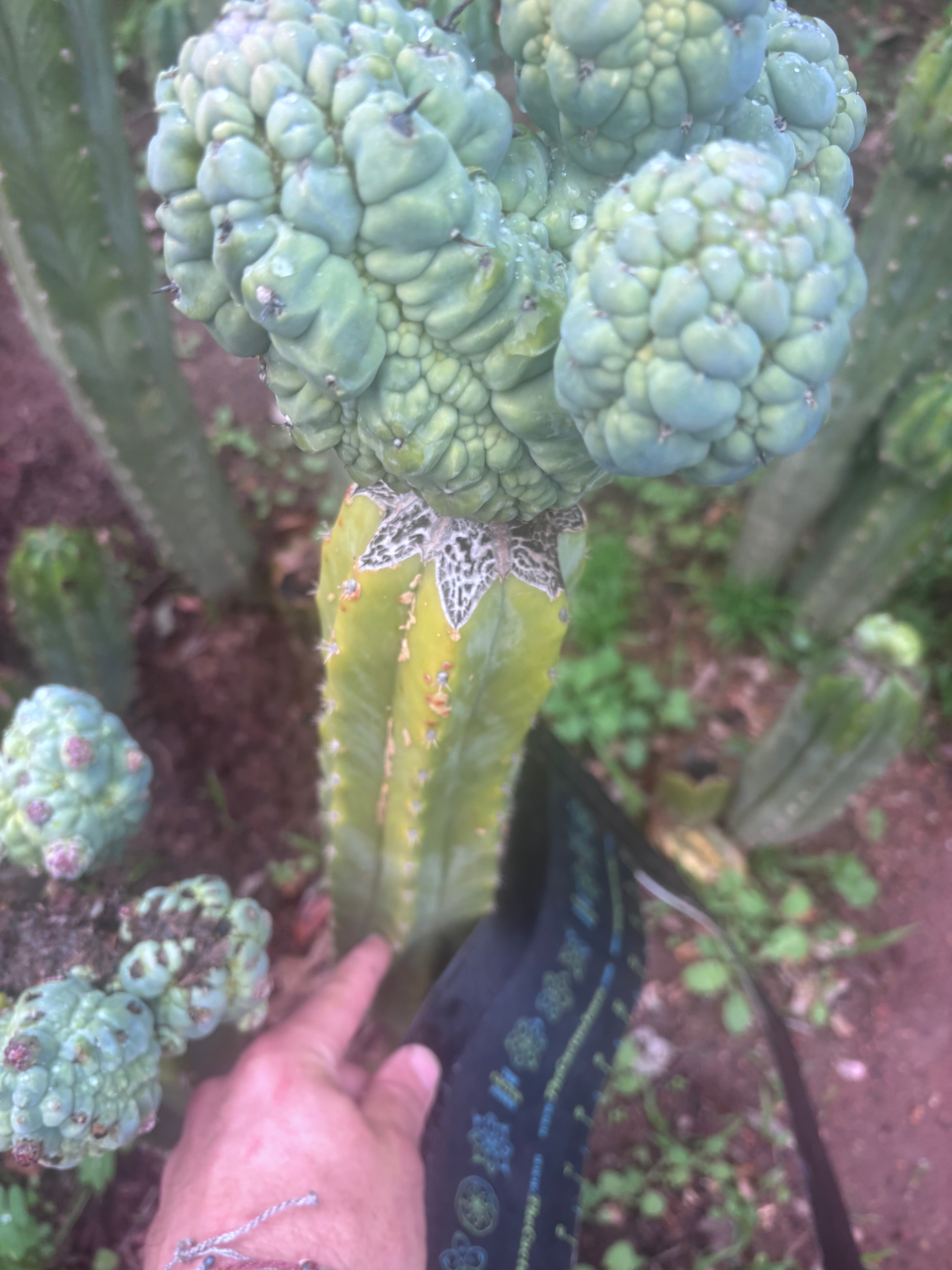 💎👑💎 Glorp — XXL Boquet of Balls