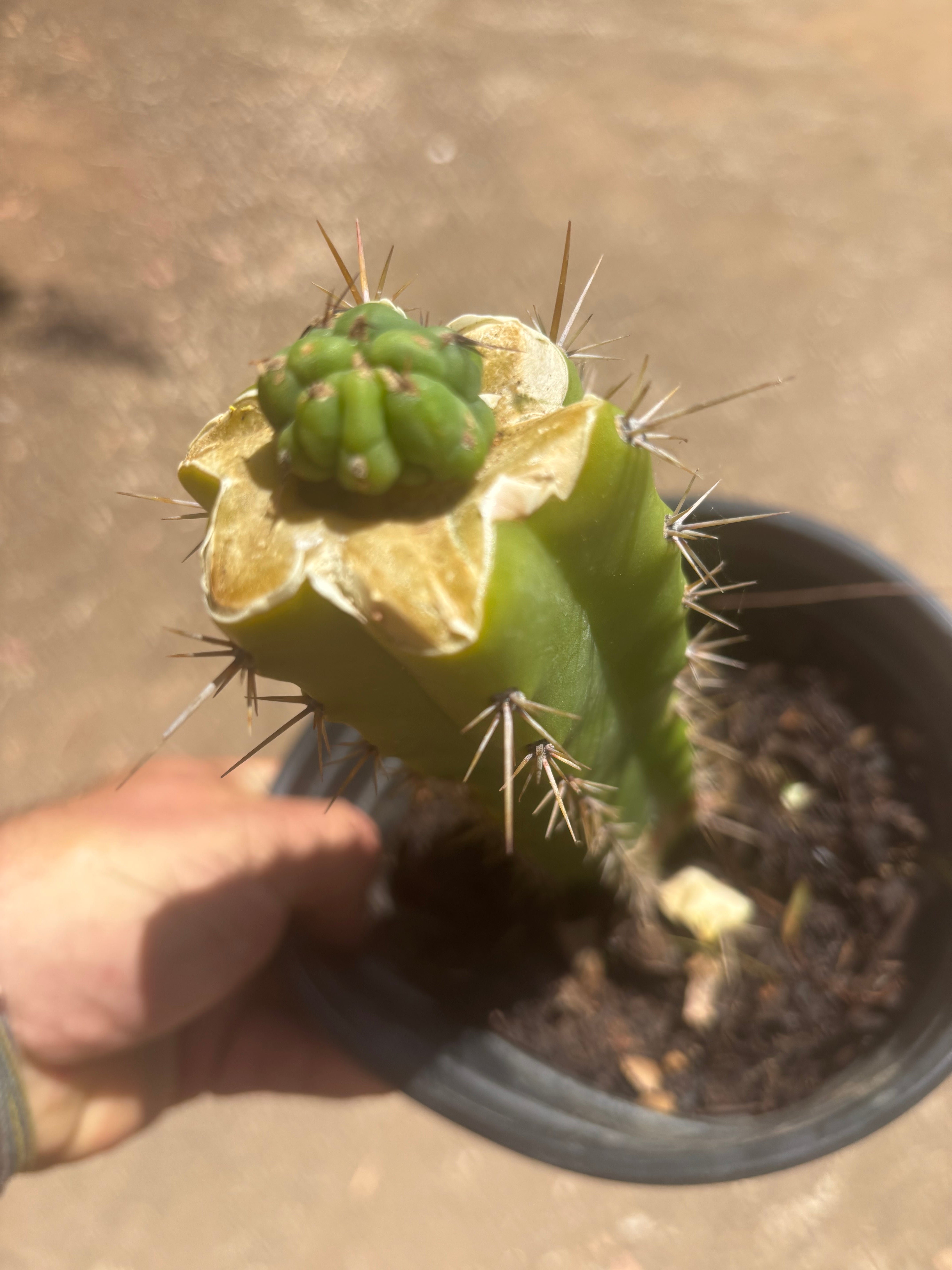 💎👑💎 Havran — Pup Graft on Seed Grown Rooted Stock