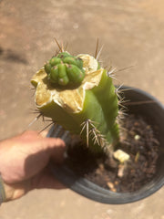 💎👑💎 Havran — Pup Graft on Seed Grown Rooted Stock