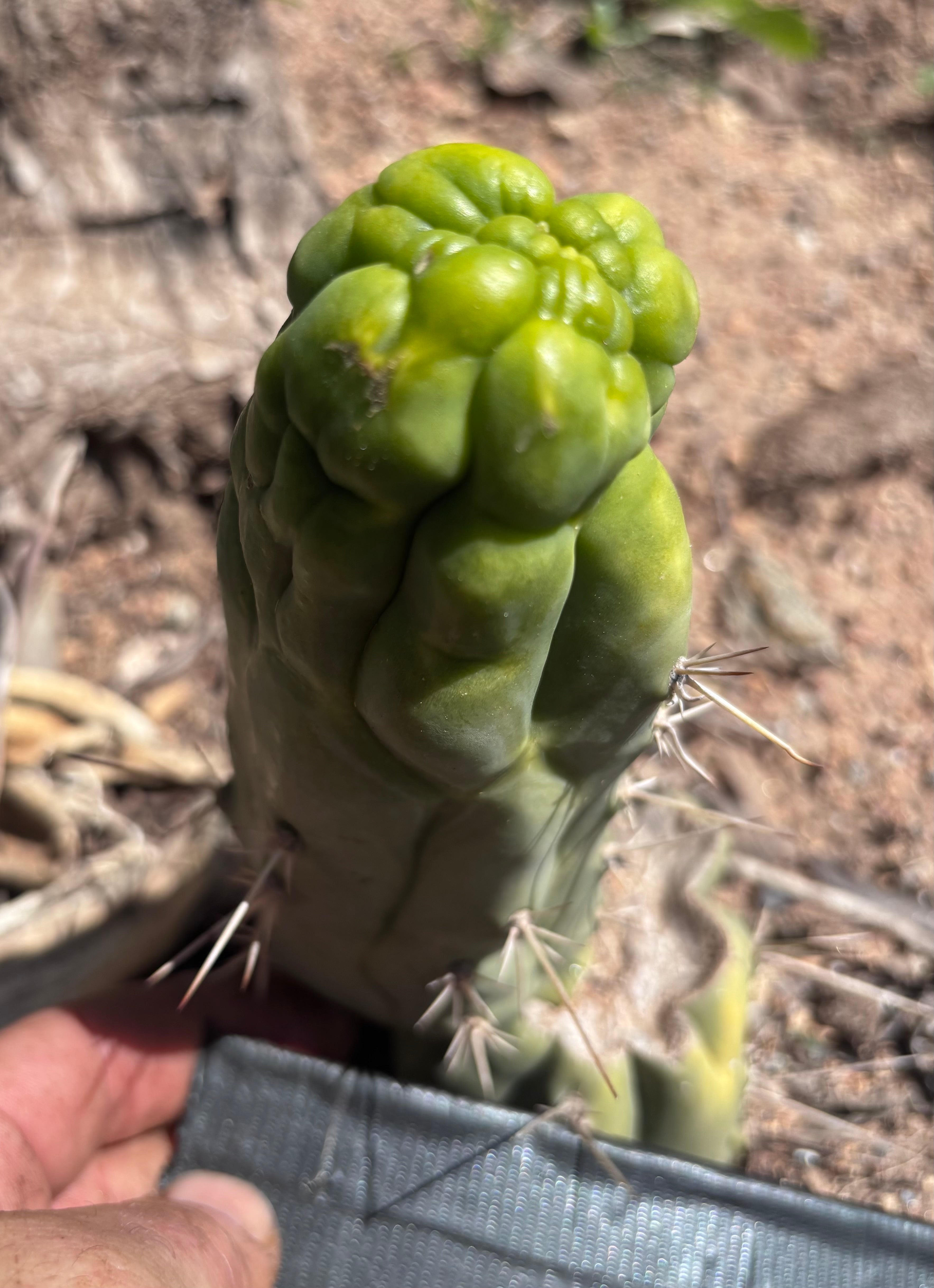 💎👑 Bruce’s Dragon — 6.5” Pup