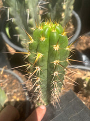 💎👑💎 Tulhuay — Rare Magenta Flower — 5.5” Tip