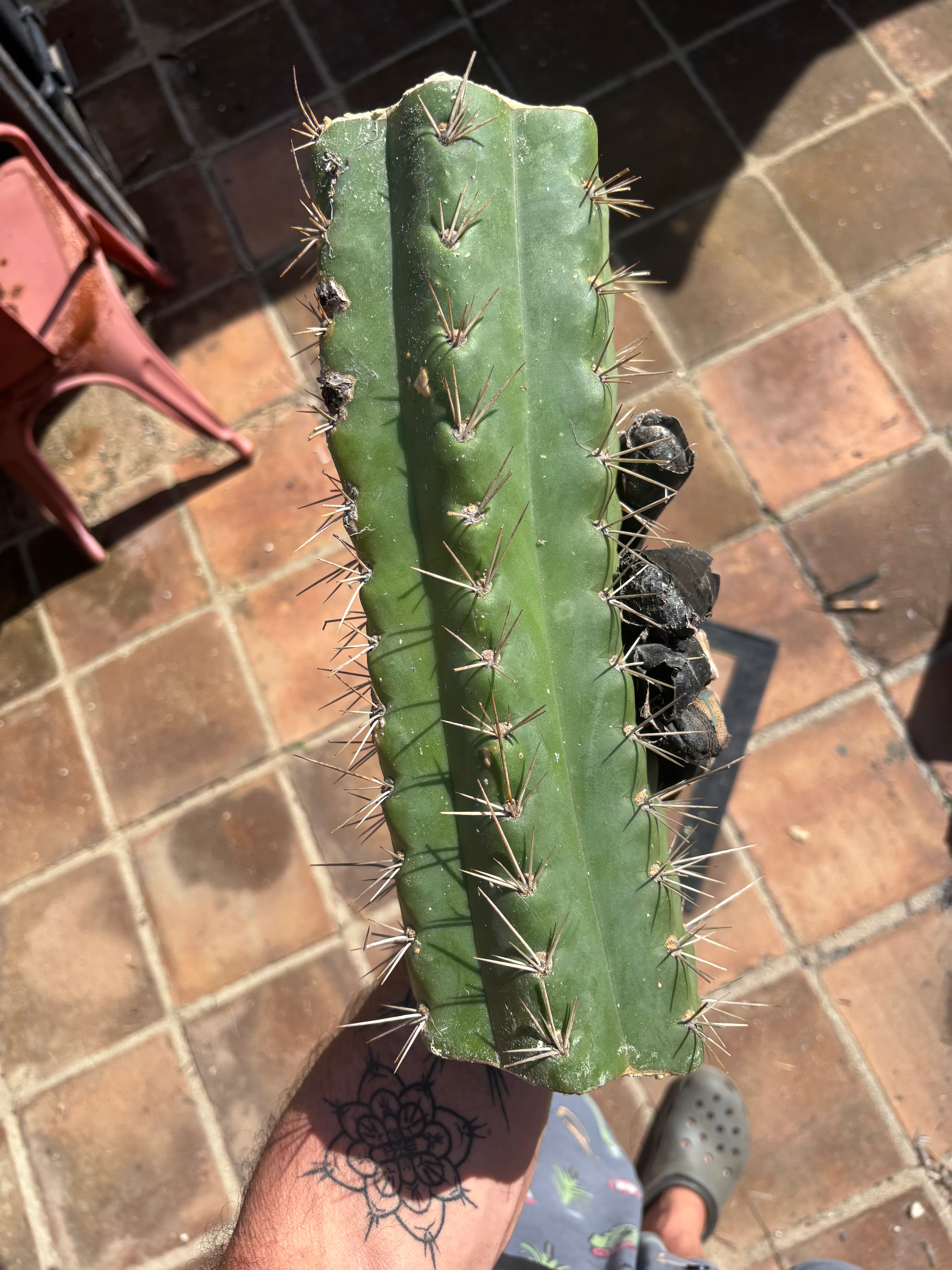 🌶️ SS02 x Kimura’s Spiny Giant   — Massive NOTCHY 14” Mid