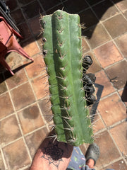 🌶️ SS02 x Kimura’s Spiny Giant   — Massive NOTCHY 14” Mid