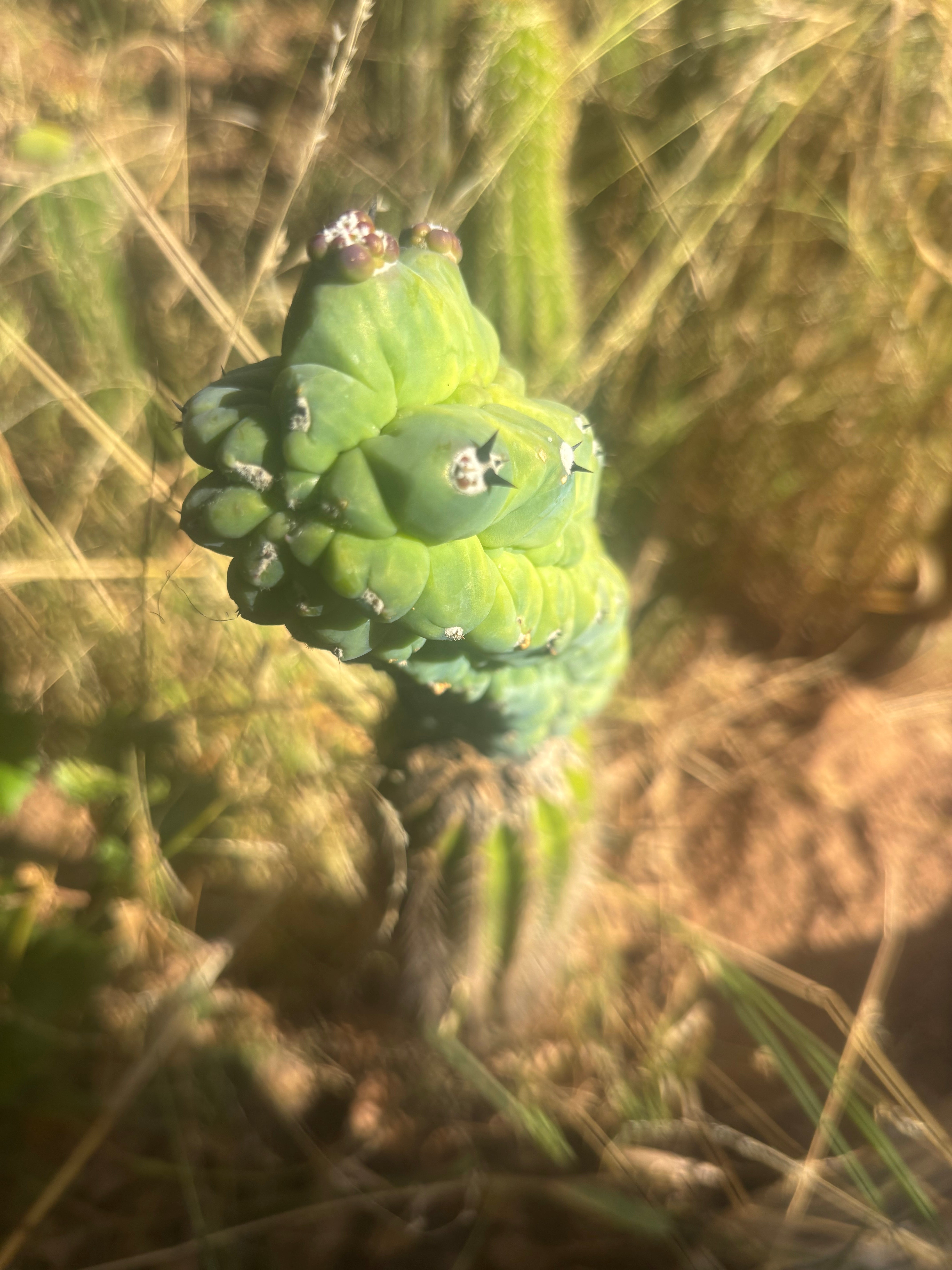 👑💎 Glorp — Year Old Graft on Spachianus