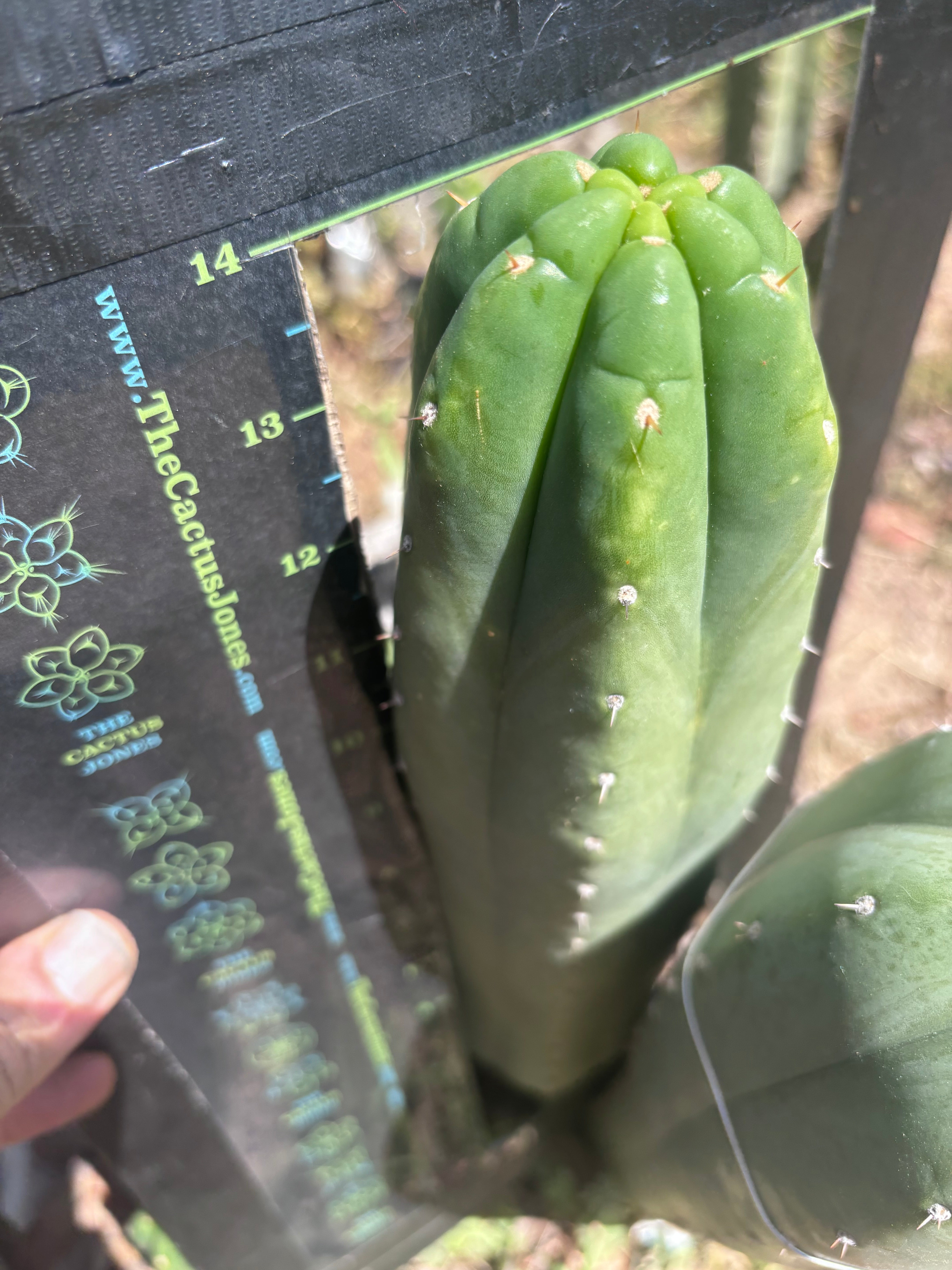 👑🌶️ DaFuq — One More XL 14” Pup