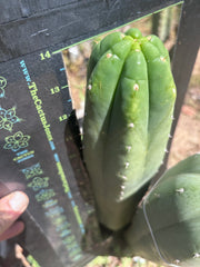 👑🌶️ DaFuq — One More XL 14” Pup