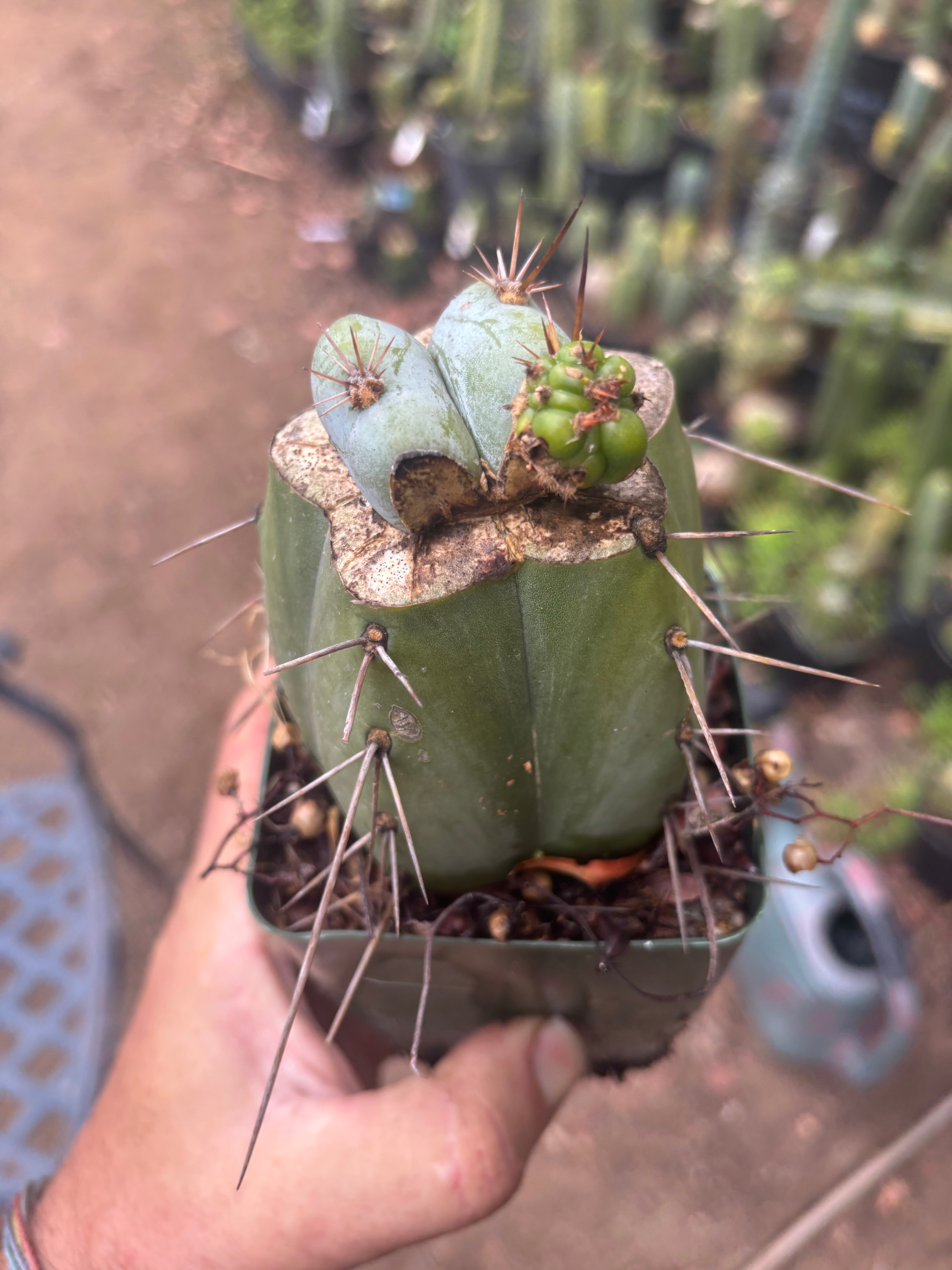 💎👑  Monassa Blue — Pupping Slab Graft on Rooted Hammer