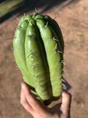 👑🌶️ Huarazensis — 10” Chonk Tip