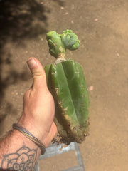 👑🌶️🌶️ TBMC — Graft on PC w/ Roots
