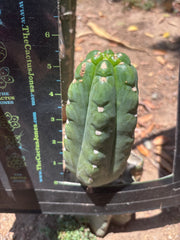 💎👑🌶️  Ichoca — 6” Pup