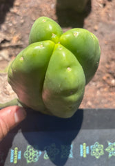 💎👑💎🌶️ Ferah — FourWang Chub Muffin