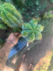 💎👑🌶️ Kimnach — Beefy 13” Pup