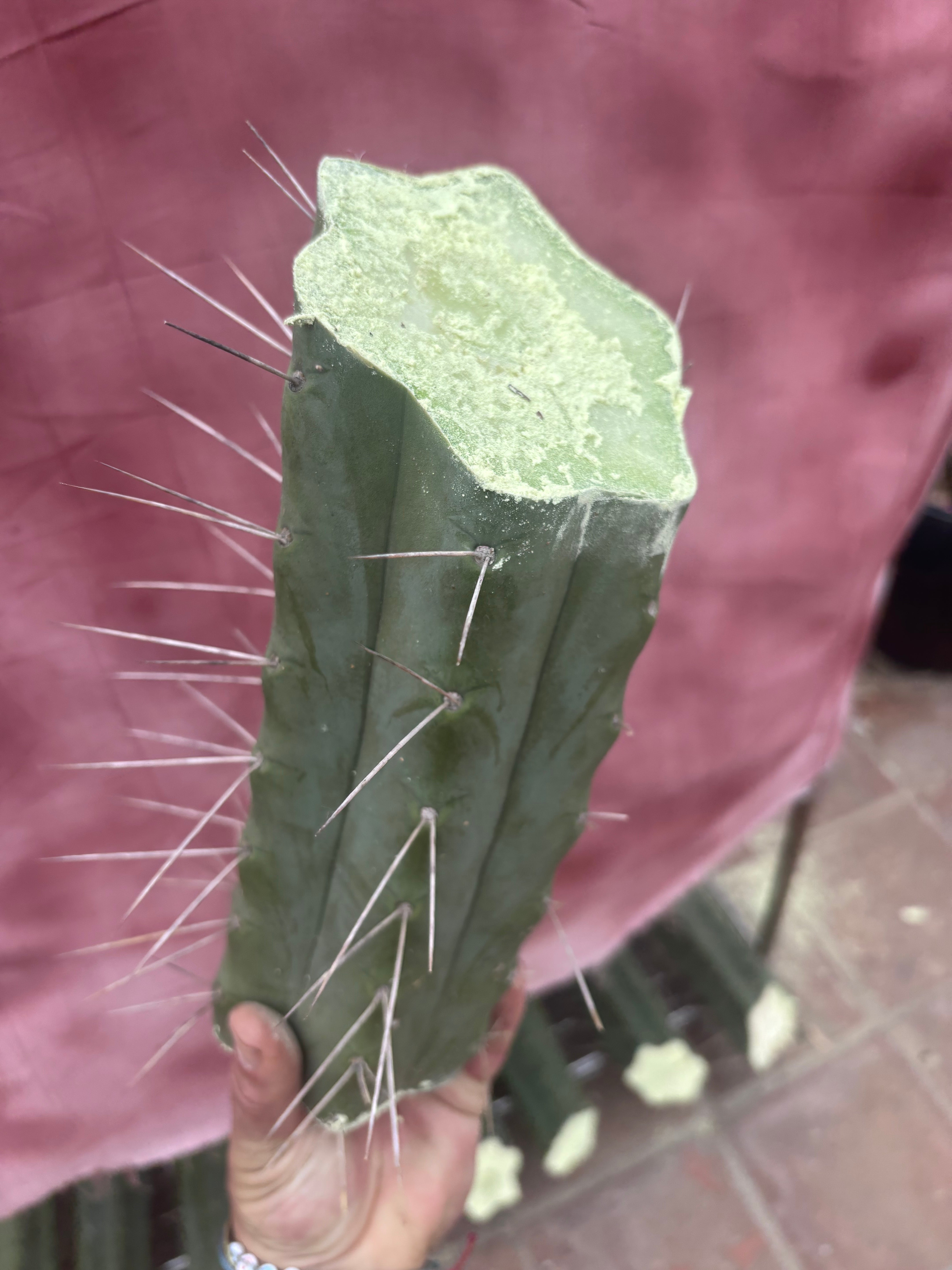 👑🌶️🌶️ Eileen — 10” Mega Mids (3)