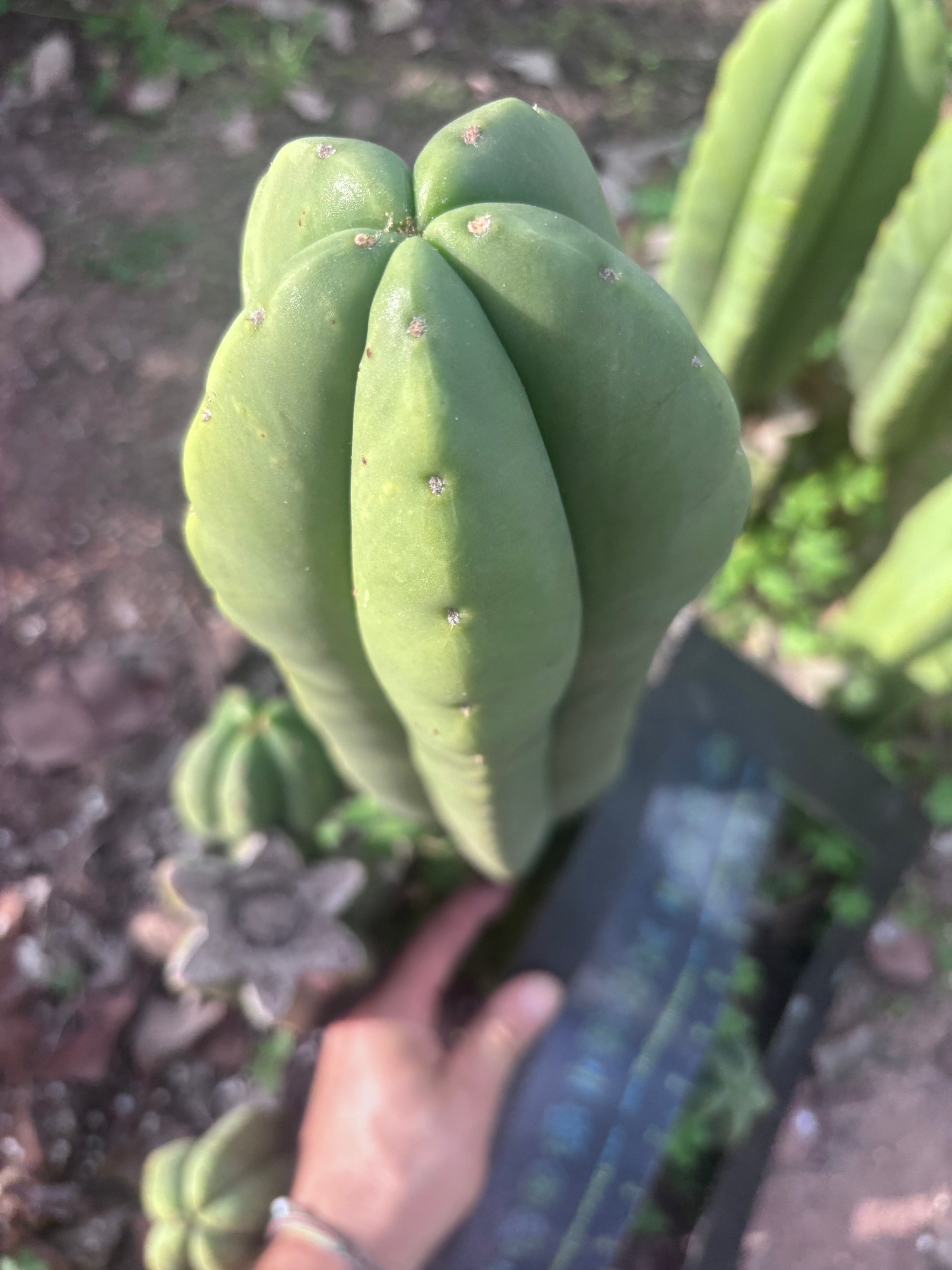 👑💎 Aussie Scop — XL 14” Tip