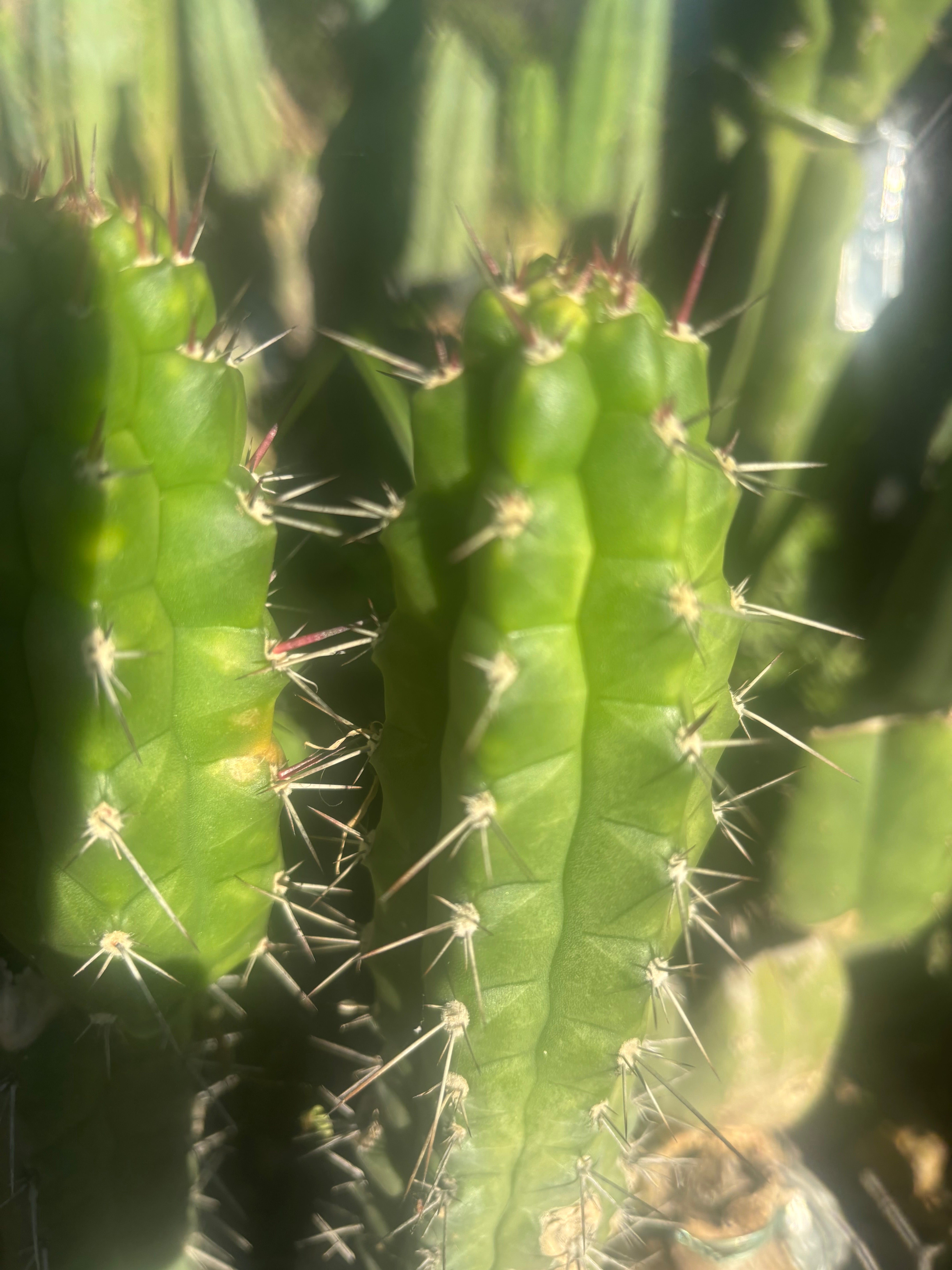 💎👑 Rauhocereus Riosaniensis — 9” Tip