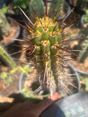 💎👑💎 T. Deserticola — 8” Tip