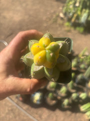 💎🔰 Ferah x Velvet, Vari #3 (FVV3)— Rooted Tip Graft
