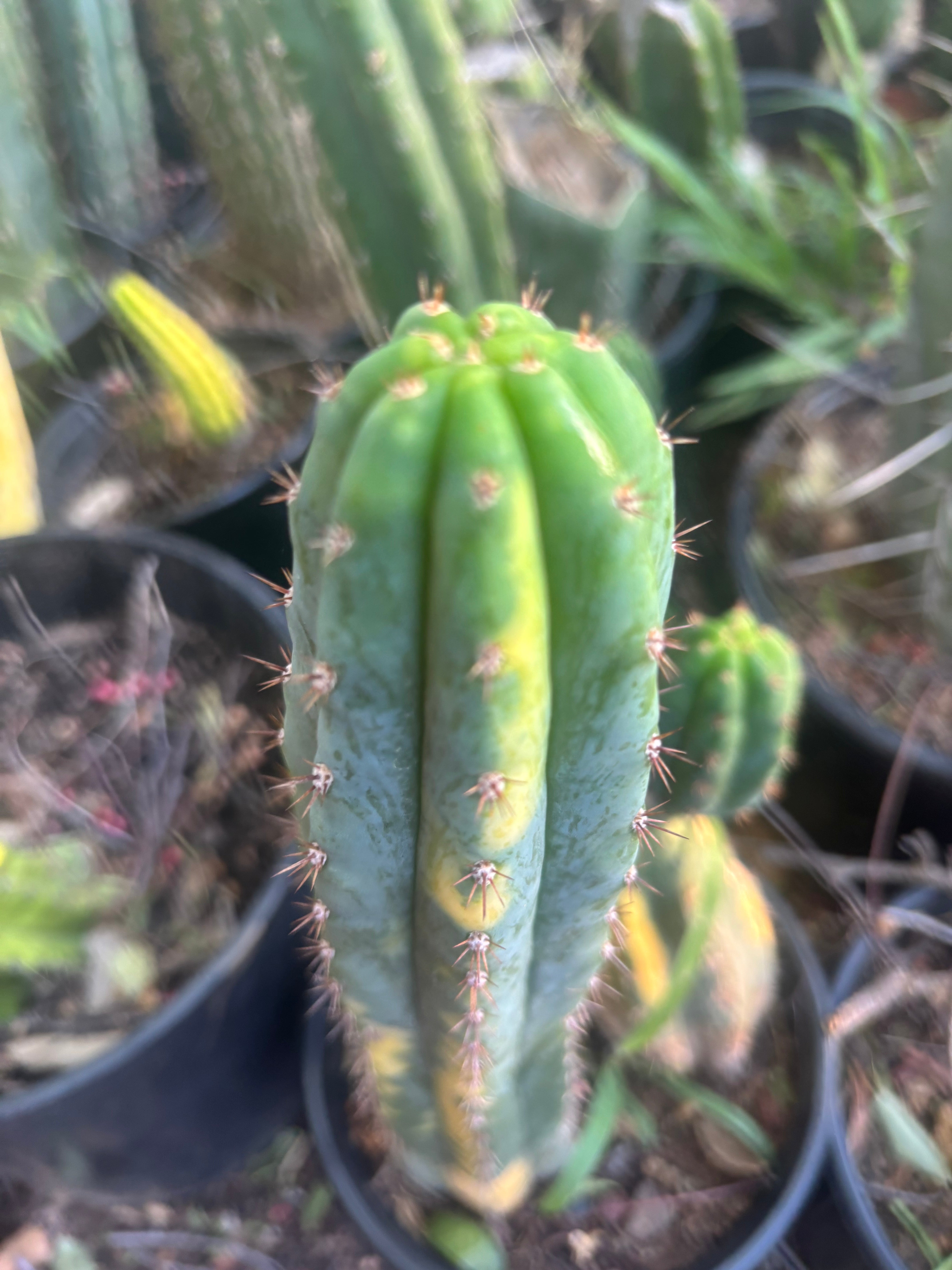 🔰 Vari Pachanoi — 8.5” Tip