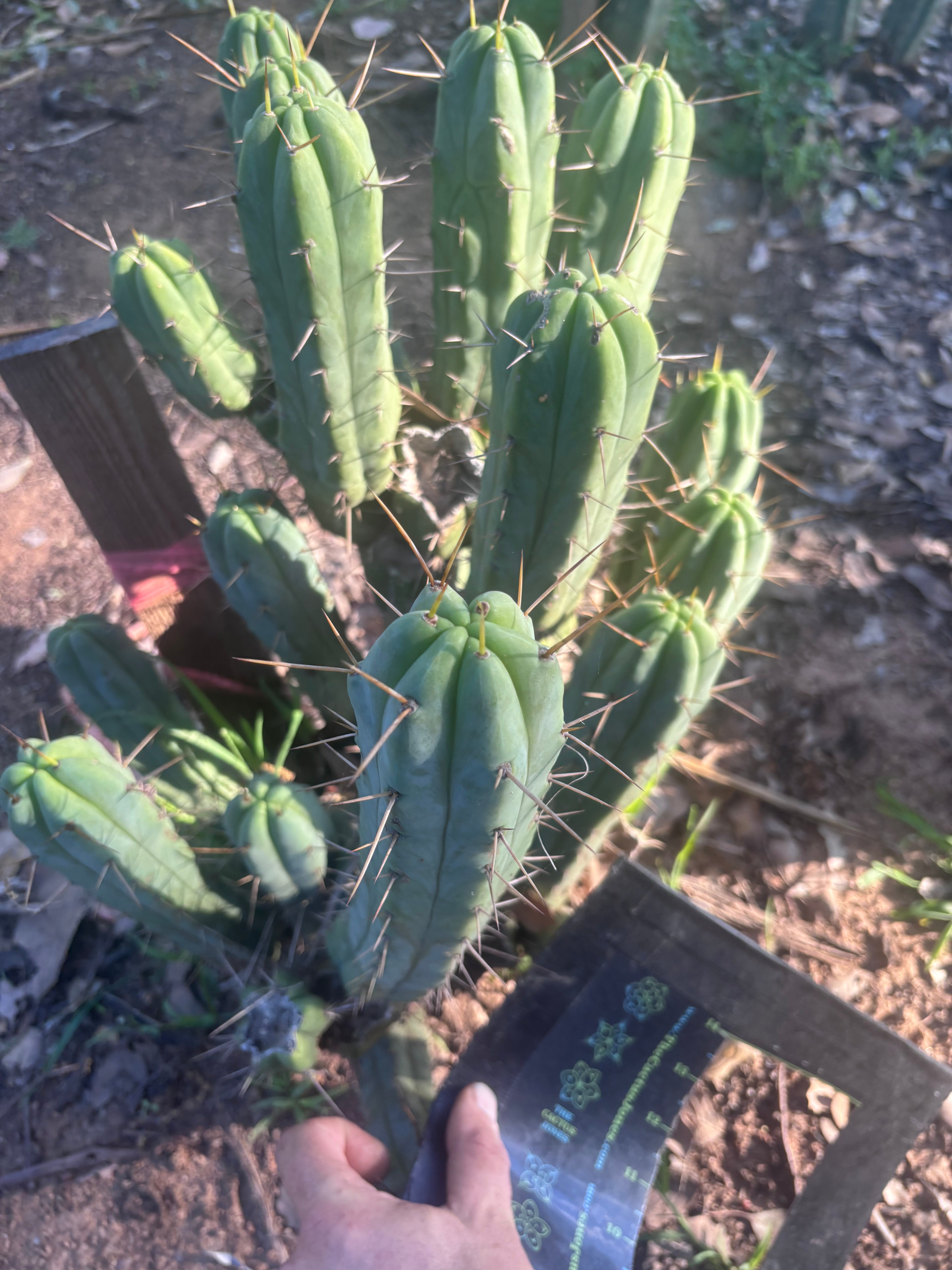 👑🌶️🌶️ Kate’s Bridge — 10” Tips
