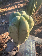 👑💎🌶️ Bob’s Colossus—  Beefy 9” Pup